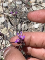 Boechera horizontalis