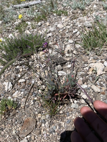 horizontal woody rockcress (Boechera horizontalis)