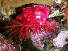 Cribrinopsis albopunctata