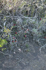 Utricularia menziesii