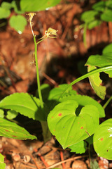 Liparis campylostalix