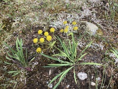 Bupleurum americanum