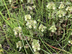 Euphrasia subarctica