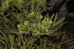 Hakea corymbosa