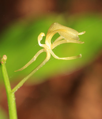 Liparis campylostalix