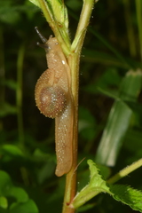 Cryptaustenia