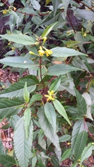 Corchorus cunninghamii