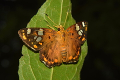 Coladenia indrani