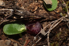 Corybas recurvus