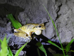 Boana raniceps