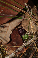 Corybas recurvus