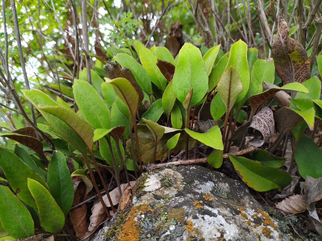 Pyrrosia petiolosa (Pyrrosia petiolosa)