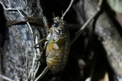 Hyalessa maculaticollis