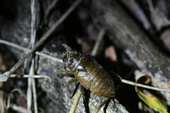 Hyalessa maculaticollis