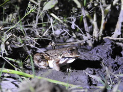 Leptodactylus bufonius