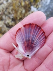 Chlamys hastata