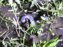 Physalaemus biligonigerus