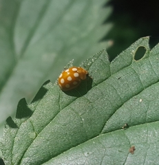 Calvia quindecimguttata