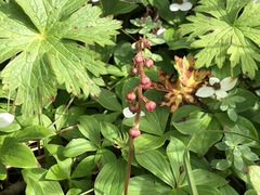 Pyrola minor