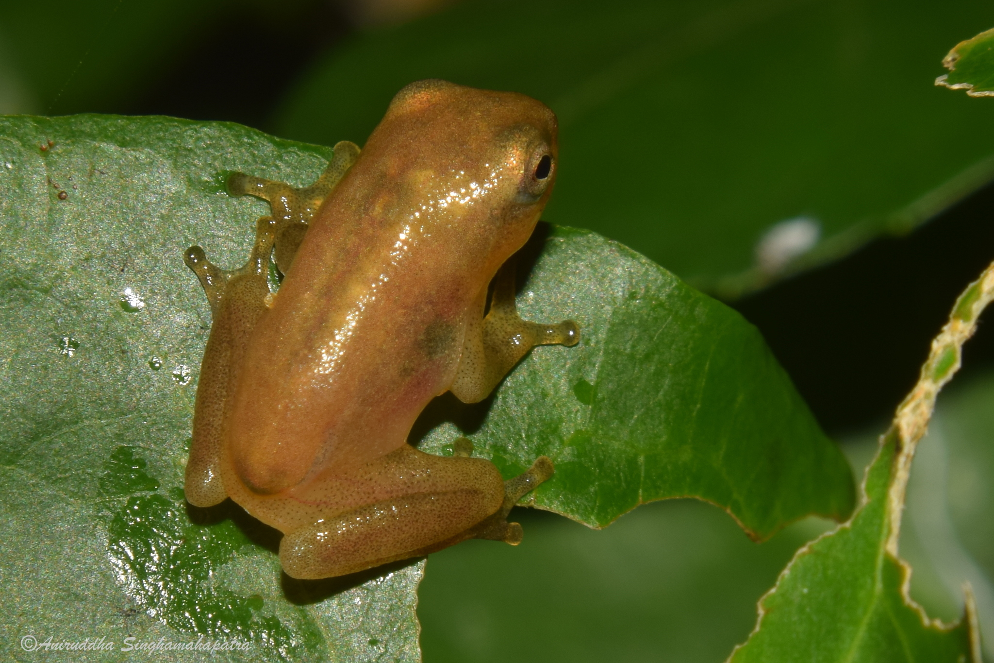 what sound does a frog make in china