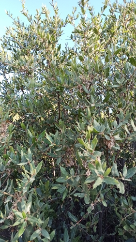 Peninsular Oak