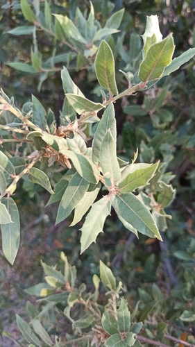 Peninsular Oak