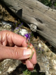 Scutellaria siphocampyloides