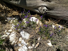Scutellaria siphocampyloides