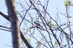 Granatellus venustus