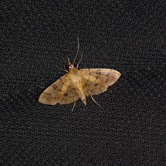 Ategumia