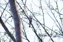 Granatellus venustus