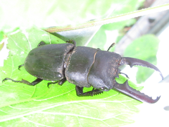 Serrognathus titanus castanicolor