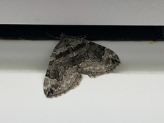 Dysstroma hersiliata