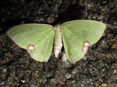 Comibaena procumbaria