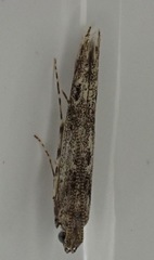 Batrachedra praeangusta