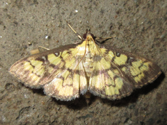 Goniorhynchus exemplaris