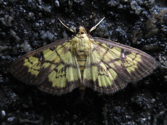 Goniorhynchus exemplaris