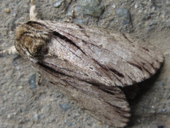 Shaka atrovittatus