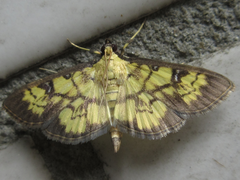 Goniorhynchus exemplaris