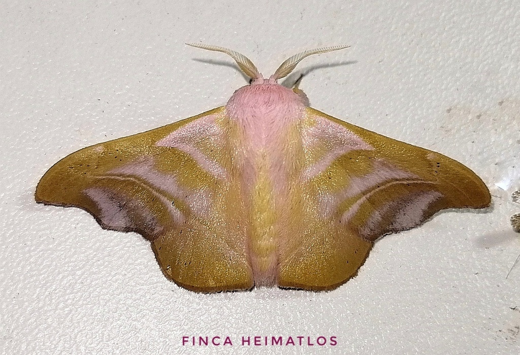 Aurorianinae