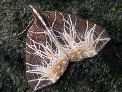 Evecliptopera illitata