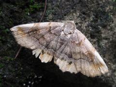 Pangrapta disruptalis