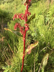 Rumex arcticus