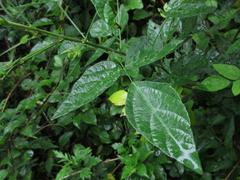 Hylodesmum podocarpum oxyphyllum