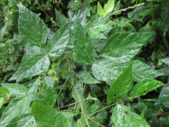 Hylodesmum podocarpum oxyphyllum