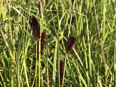 Carex membranacea