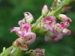 Hylodesmum podocarpum oxyphyllum