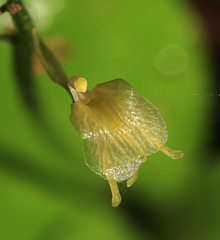 Liparis campylostalix