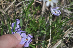 Viola pedata