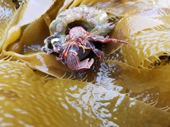 Elassochirus tenuimanus